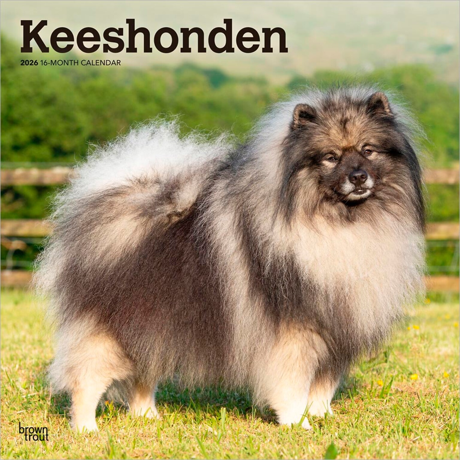 2026 BrownTrout Keeshonden 12 x 12 Monthly Wall Calendar (9798330704033)