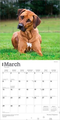 2026 BrownTrout Rhodesian Ridgebacks 12" x 12" Monthly Wall Calendar (9798330705337)