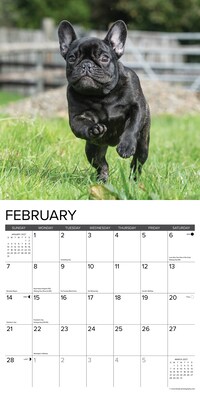 2027 Willow Creek French Bulldogs 12" x 12" Monthly Wall Calendar, Assorted Colors (60308)