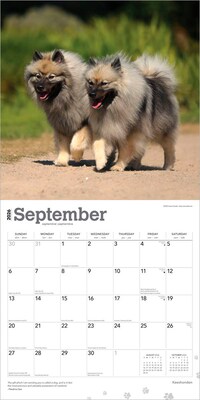 2026 BrownTrout Keeshonden 12" x 12" Monthly Wall Calendar (9798330704033)