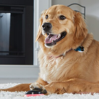Hunger For Words Talking Pet Next Words: Locations, Multicolored, 6 Pieces (LER9354)