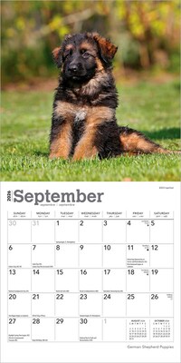 2026 BrownTrout German Shepherd Puppies 7" x 7" Monthly Wall Calendar (9798330703357)