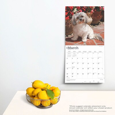 2025 BrownTrout Havanese 12" x 12" Monthly  Wall Calendar (9781975478162)