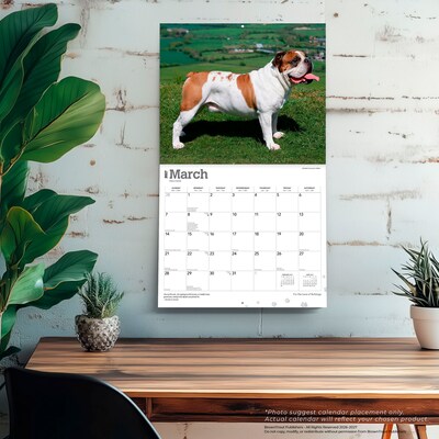 2027 BrownTrout For the Love of Bulldogs 14" x 12" Monthly Wall Calendar, Assorted Colors (9798330714674)
