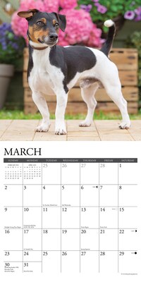 2025 Willow Creek Just Jack Russells 12" x 12" Monthly Wall Calendar (43554)