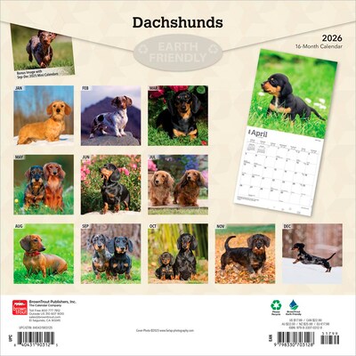 2026 BrownTrout Dachshunds 12 x 12 Monthly Wall Calendar (9798330703128)