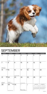 2025 Willow Creek Just Cavalier King Charles Spaniel Puppies 12" x 12" Monthly Wall Calendar (42267)
