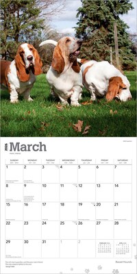 2026 BrownTrout Basset Hounds 12" x 12" Monthly Wall Calendar (9798330702329)