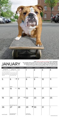 2025 Willow Creek Bulldog Bad Boys 12" x 12" Yearly Wall Calendar (42014)