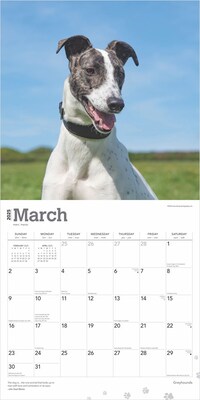 2025 BrownTrout Greyhounds 12" x 12" Monthly Wall Calendar (9781975477127)