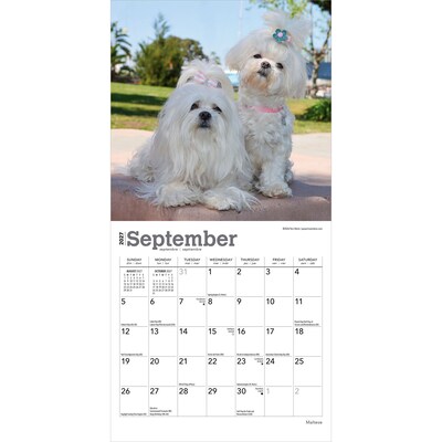 2027 BrownTrout Maltese 7" x 7" Monthly Wall Calendar (9798330710041)