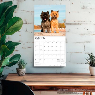 2026 BrownTrout Cairn Terriers 12" x 12" Monthly Wall Calendar (9798330702701)