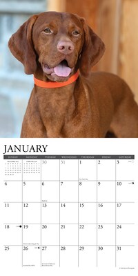 2026 Willow Creek Vizslas 12" x 12" Monthly Wall Calendar (53089)