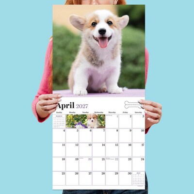2027 TF Publishing Puppies 11" x 11" Monthly Wall Calendar, Multicolored (27-1025)