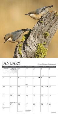 2027 Willow Creek Backyard Birds 7" x 7" Monthly Wall Calendar (63897)