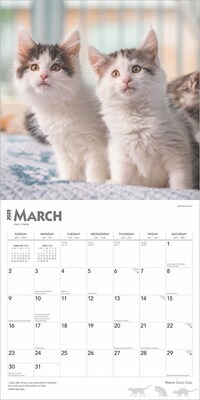 2025 BrownTrout Maine Coon Cats 12" x 24" Monthly Square Wall Calendar, (9781975477387)