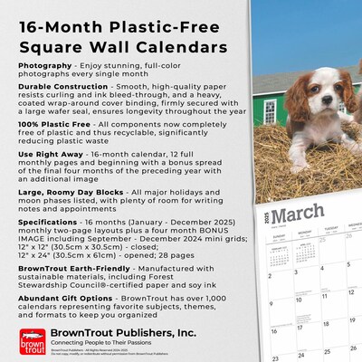 2025 BrownTrout Cavalier King Charles Spaniel Puppies 12" x 12" Monthly  Wall Calendar (9781975476816)