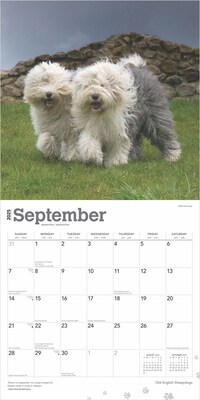 2025 BrownTrout Old English Sheepdogs 12" x 12" Monthly  Wall Calendar (9781975477486)