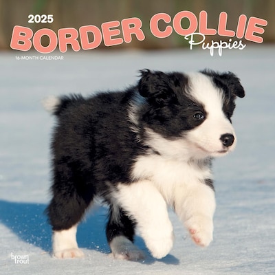 2025 BrownTrout Border Collie Puppies 12 x 12 Monthly Wall Calendar (9781975476670)