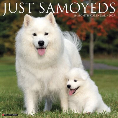 2025 Willow Creek Press Just Samoyeds 2025 Wall Calendar 12 x 12 (44735)
