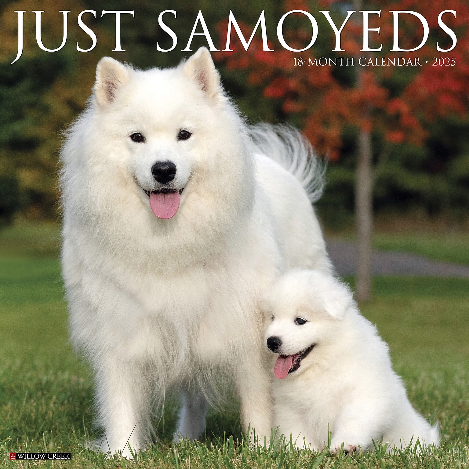 2025 Willow Creek Press Just Samoyeds 2025 Wall Calendar 12 x 12 (44735)