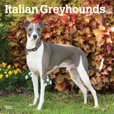 2025 BrownTrout Italian Greyhounds 12 x 12 Monthly Wall Calendar (9781975478308)