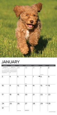 2027 Willow Creek Goldendoodle Puppies  12" x 12" Monthly Wall Calendar (60452)