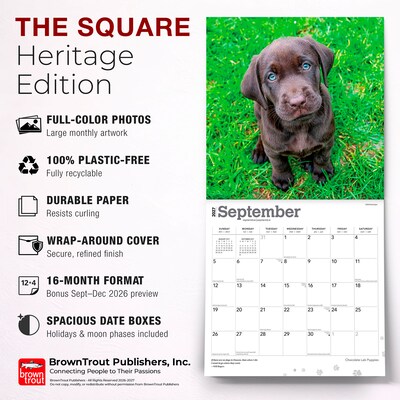 2027 BrownTrout Chocolate Labrador Retriever Puppies 12" x 12" Monthly Wall Calendar (9798330712533)