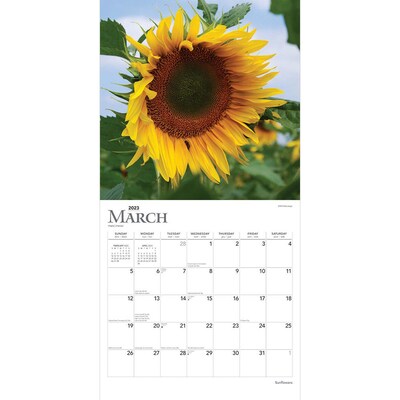 2023 BrownTrout Sunflowers 12" x 24" Monthly Wall Calendar, (9781975448837)