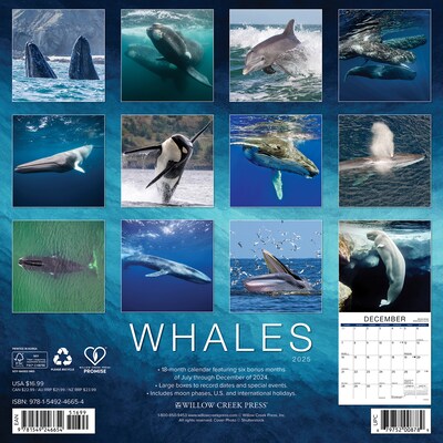 2025 Willow Creek Whales 12" x 12" Yearly Wall Calendar (46654)