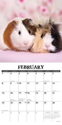 2026 Willow Creek Guinea Pigs 12" x 12" Monthly Wall Calendar (51405)