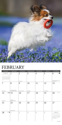 2027 Willow Creek Papillons 12" x 12" Monthly Wall Calendar, Assorted Colors (61718)