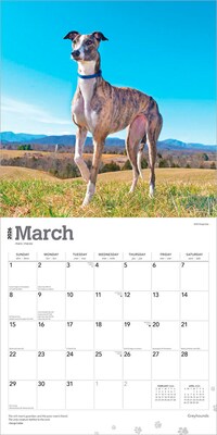 2026 BrownTrout Greyhounds 12" x 12" Monthly Wall Calendar (9798330703555)