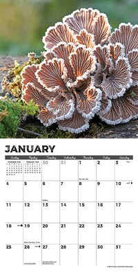 2026 Willow Creek Mushrooms 7" x 7" Monthly Wall Calendar (53652)