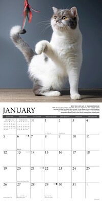 2025 Willow Creek Why Cats Do That 12" x 12" Monthly Wall Calendar (45435)