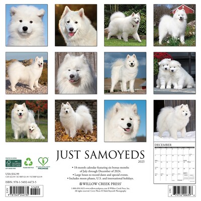 2025 Willow Creek Press Just Samoyeds 2025 Wall Calendar 12 x 12 (44735)