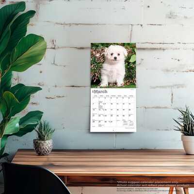 2027 BrownTrout Bichon Frise Puppies 7" x 7" Monthly Wall Calendar, Assorted Colors (9798330709892)