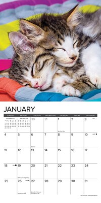 2026 Willow Creek Kittens 7" x 7" Monthly Wall Calendar (53638)