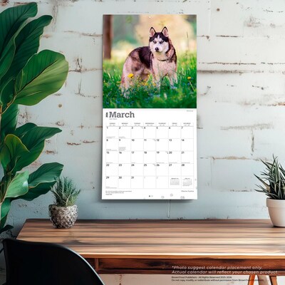 2026 BrownTrout Siberian Huskies 12" x 12" Monthly Wall Calendar (9798330705580)