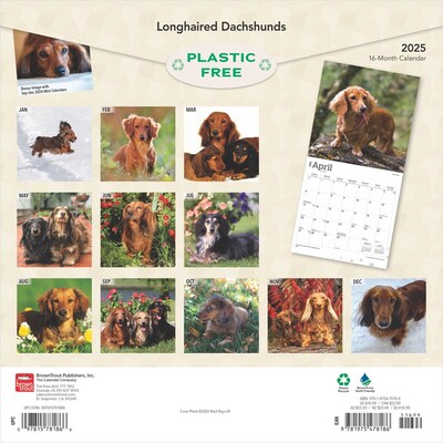 2025 BrownTrout Longhaired Dachshunds 12 x 24 Monthly Square Wall Calendar, (9781975478186)