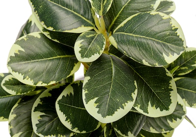 Monarch Specialties Inc. 14" Artificial Ficus Elastica Plant in Pot, 2/Set (I 9557)