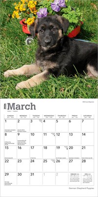 2026 BrownTrout German Shepherd Puppies 7" x 7" Monthly Wall Calendar (9798330703357)