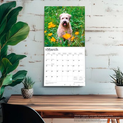 2026 BrownTrout Soft Coated Wheaten Terriers 12" x 12" Monthly Wall Calendar (9798330706310)