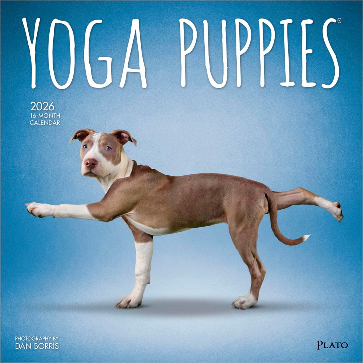 2026 Plato Yoga Puppies 12 x 12 Monthly Wall Calendar (9798330701995)
