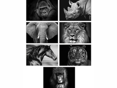 Better Office Wild Animal Portraits Cards with Envelopes, 4 x 6, Black/White, 50/Pack (64640-50PK)