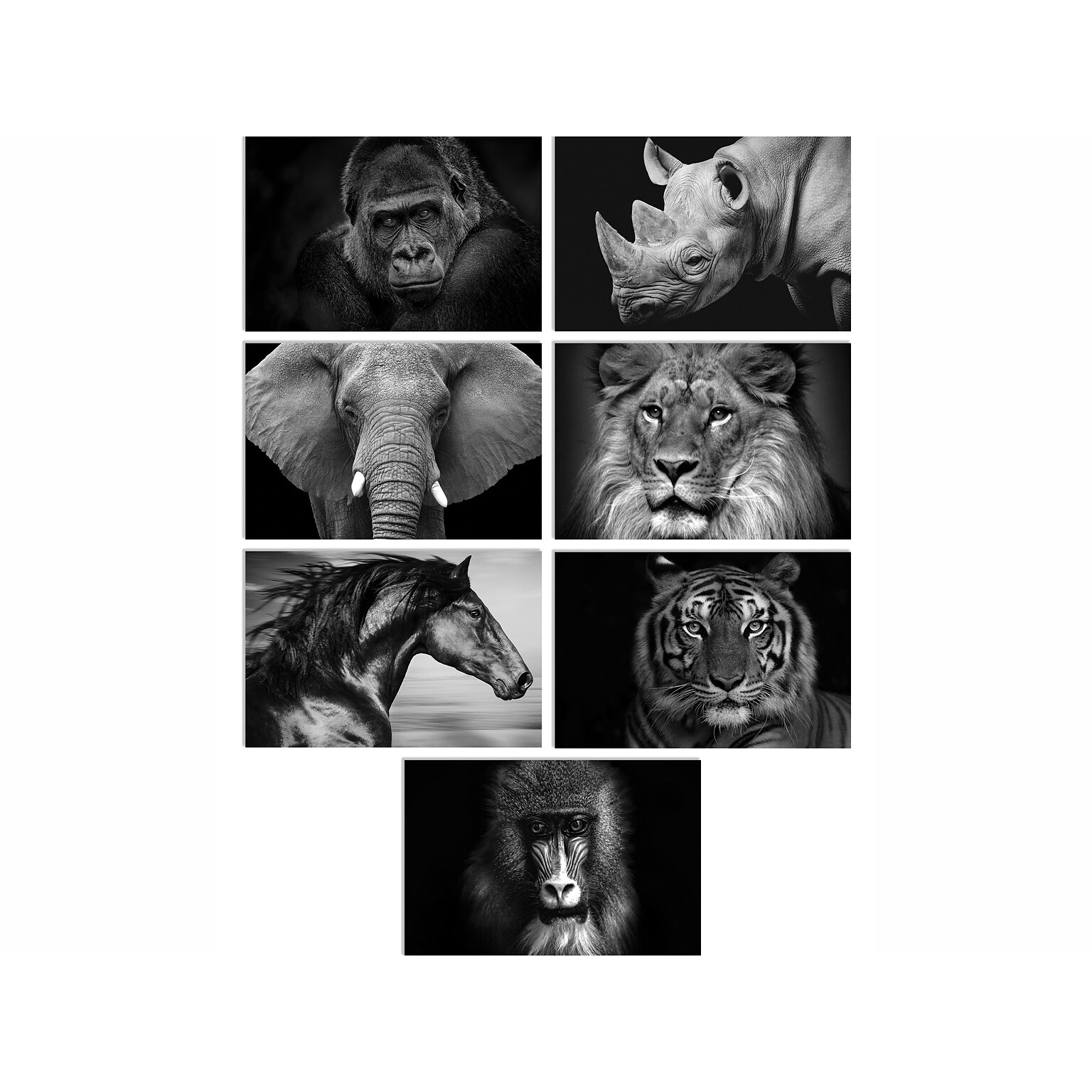 Better Office Wild Animal Portraits Cards with Envelopes, 4 x 6, Black/White, 50/Pack (64640-50PK)