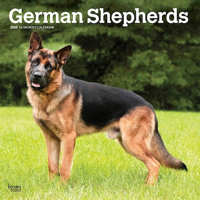 2025 BrownTrout German Shepherds 12 x 12 Monthly Square Wall Calendar (9781975477011)