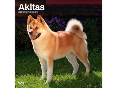 2024 BrownTrout Akitas 12 x 12 Monthly Wall Calendar (9781975467784)