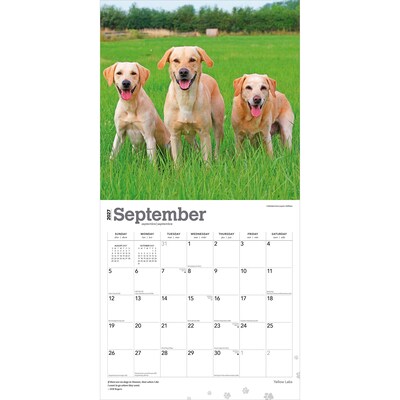 2027 BrownTrout Yellow Labrador Retrievers 12" x 12" Monthly Wall Calendar (9798330712571)
