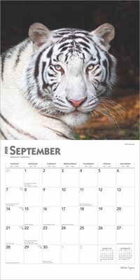 2025 BrownTrout White Tigers 12" x 12" Monthly Square Wall Calendar (9781975475932)